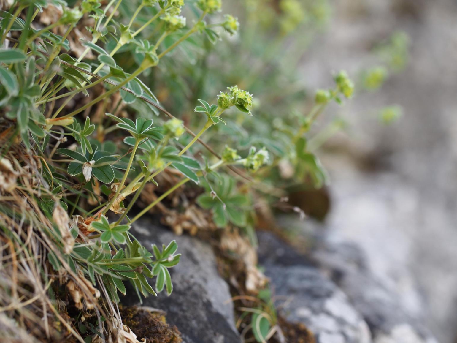 Lady's Mantle, [of the Causse]